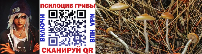 Псилоцибиновые грибы Psilocybe  Моршанск 